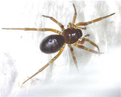 Microneta viaria